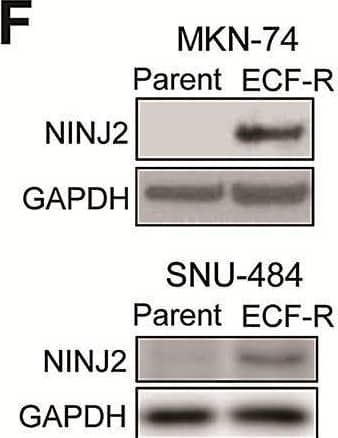 Western Blot Ninjurin-2 Antibody [Unconjugated]