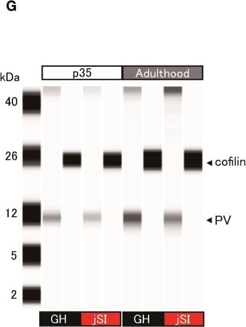 Altered NARP expression impacts the expression of parvalbumin in inhibitory neurons in socially isolated mice. (A) Schematic diagram of molecular & behavioral analyses. Molecular analysis was conducted at P35 & adulthood, & behavioral analysis was conducted in adulthood. (B) NARP mRNA levels in the medial PFC of jSI mice were lower than those in GH mice at P35, but not at adult [2-way ANOVA, age (P35 & adult) x housing (GH & jSI) interaction F(1. 24) = 6.677 p = 0.0163, age F(1. 24) = 3.505 p = 0.0734, housing F(1. 24) = 4.600 p = 0.0423; Tukey test p = 0.0135 (GH vs jSI at P35), n = 7 (GH, P35), n = 7 (jSI, P35), n = 7 (GH, adult), n = 7 (jSI, adult)]. (C) NARP protein levels in the medial PFC of jSI mice were lower than those in GH mice at P35 (two-tailed t-test, t12 = 2.348, p = 0.0369). (D) Representative images of NARP protein expression in the medial PFC of GH & jSI mice. (E) PV mRNA levels in the medial PFC of jSI mice were lower than those in GH mice at adult, but not at P35 [2-way ANOVA, age (P35 & adult) x housing (GH & jSI) interaction F(1. 24) = 0.4791, p = 0.4955; age F(1. 24) = 3.821, p = 0.0624; housing F(1. 24) = 11.71, p = 0.0022; Tukey test p = 0.0361 (GH vs jSI at adult), n = 7 (GH, P35), n = 7 (jSI, P35), n = 7 (GH, adult), n = 7 (jSI, adult)]. (F) PV protein levels in the medial PFC of jSI mice were lower than those in GH mice at adult (two-tailed t-test, t12 = 3.440, p = 0.0049). (G) Representative images of PV protein expression in the medial PFC of GH & jSI mice. NARP, Neuronal Activity-Regulated Pentraxin; PV, Parvalbumin; PFC, Prefrontal Cortex; GH, Group-Housed; jSI, Juvenile Social Isolation; P35, Postnatal Day 35; Adult/Adulthood, Postnatal Day 63–70; ANOVA, Analysis of Variance. * 0.01 ≤ p < 0.05; ** 0.001 ≤ p < 0.01. Image collected & cropped by CiteAb from the following open publication (//www.frontiersin.org/articles/10.3389/fpsyt.2024.1403476/full), licensed under a CC-BY license. Not internally tested by R&D Systems.