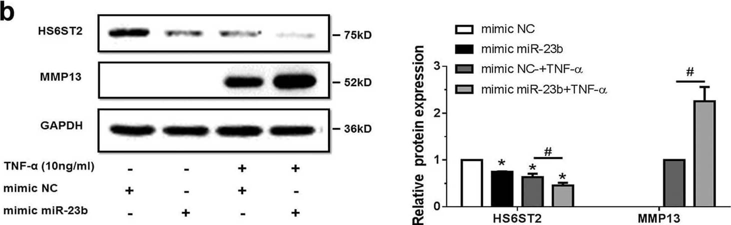Western Blot MMP-13 Antibody [Unconjugated]