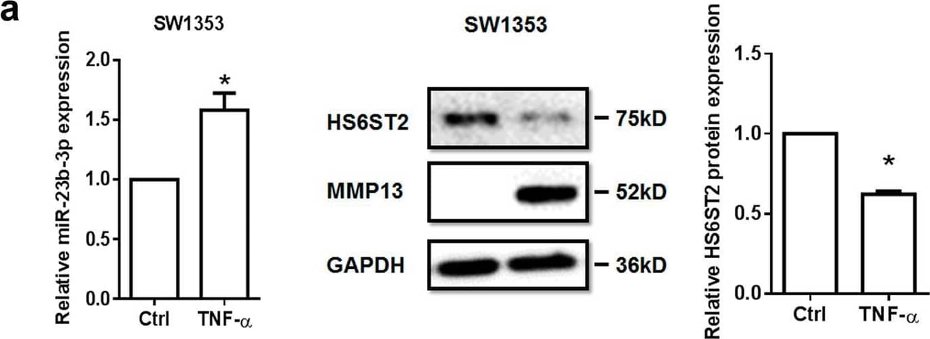 Western Blot MMP-13 Antibody [Unconjugated]
