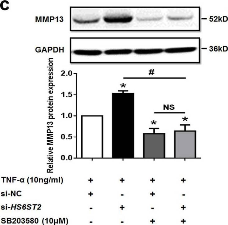 Western Blot MMP-13 Antibody [Unconjugated]