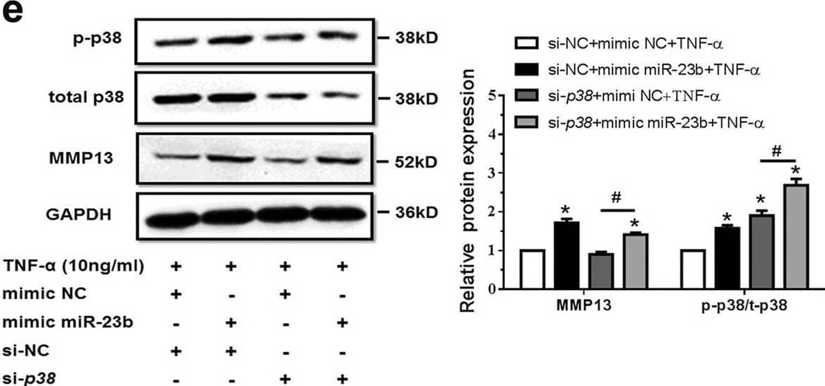 Western Blot MMP-13 Antibody [Unconjugated]