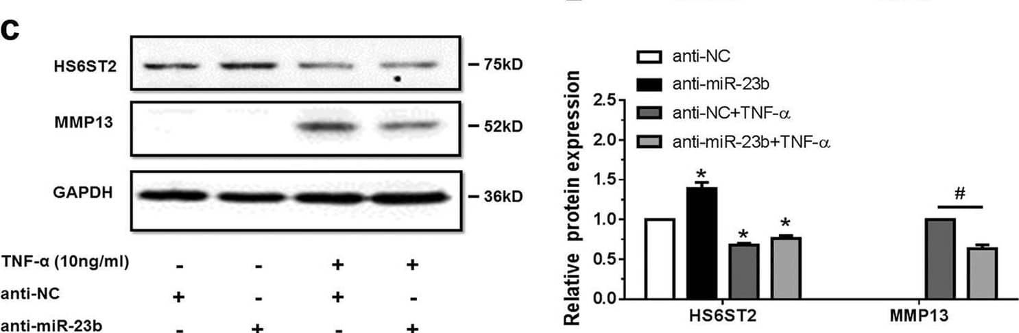 Western Blot MMP-13 Antibody [Unconjugated]