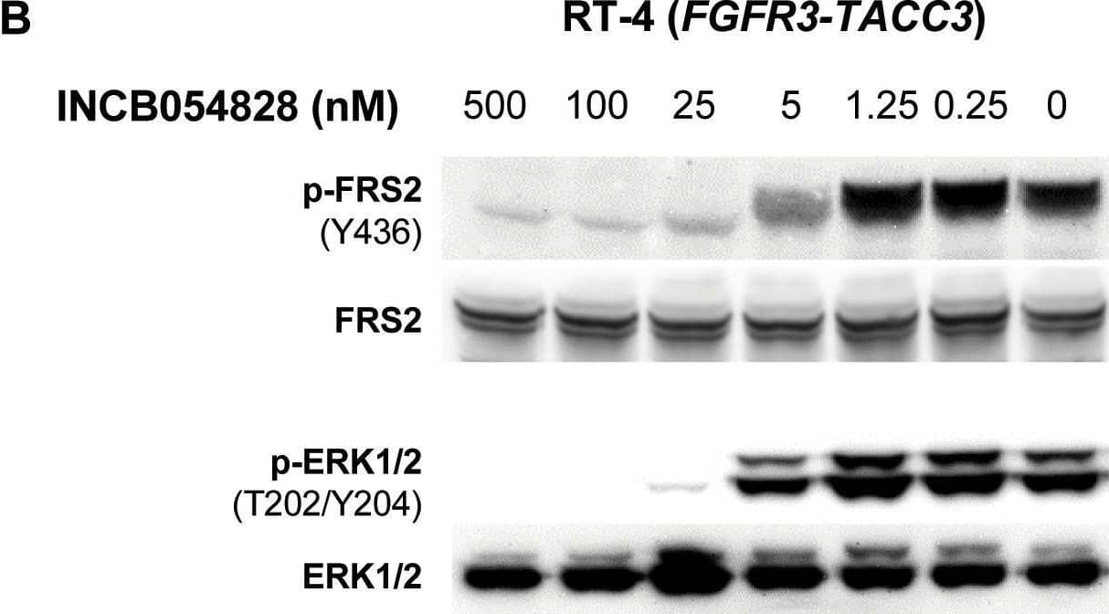 Western Blot FRS2 [p Tyr436] Antibody [Unconjugated]