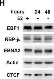 EBNA2-dependent transcription factor redistribution in chromatin occupancy.EREB2.5 cells were treated with (+) or without (-) estradiol (E2) for 24 or 48 hrs and then assayed by ChIP for binding to EBF1 (A and B), RBP-j kappa  (C and D), or EBNA2 (E and F) at cellular (A, C, E) or EBV genome sites (B, D, F). Actin genomic region (cellular) or Qp (EBV) was used as negative binding control for EBF1, RBP-j kappa , ορ EBNA2 ChIP. (G) ChIP binding for CTCF, PU.1, or PAX5 in EREB2.5 cells treated (blue) or untreated (red) with E2 for 48 hrs. PPP1R1B or KCTD17 genomic region was negative binding control PU.1 or PAX5, respectively. Asterisk indicates p < 0.05. (H) Western blot showing protein levels for EBF1, RBP-j kappa , EBNA2, Actin, and CTCF in EREB2.5 cells at 24 and 48 hrs after E2 withdrawal. Image collected and cropped by CiteAb from the following publication (//pubmed.ncbi.nlm.nih.gov/26752713), licensed under a CC-BY license. Not internally tested by R&D Systems.