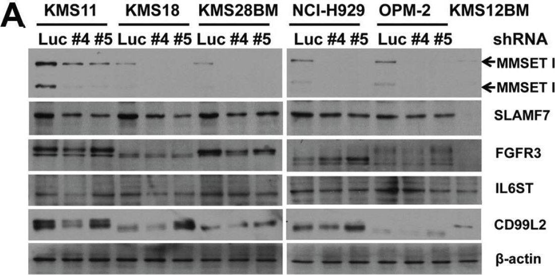 Validation of LC-MS/MS measurements with selected proteinsT(4;14) MM cell lines were treated with MMSET shRNAs for 3 days. (A) Whole cell lysates were prepared from infected cells and protein levels were analyzed by Western-blot. b-actin was used as an internal control. KMS12BM is a non-t(4;14) MM cell line, others are t(4;14) MM cell lines. (B) Determination of SLAMF7 expression in MM cell lines by indirect flow cytometric analysis. Ab control, isotype mouse IgG. ShLuc, control shRNA; Sh#4 and Sh#5, MMSET shRNAs. KMS11, KMS18, KMS28BM, NCI-H929 and OPM-2 are t(4;14) positive, other cell lines are t(4;14) negative. Results indicated SLAMF7 was universally over-expressed in t(4;14) MM cell lines and down-regulated by MMSET knockdown treatments. (C) Determination of SLAMF7 expression in primary MM cells by direct flow cytometric analysis. Ab control, mouse IgG2b-FITC. Patient samples N089, N104 and N140 are t(4;14) positive, and patient samples N048, N051 and N084 are t(4;14) negative. Image collected and cropped by CiteAb from the following open publication (//pubmed.ncbi.nlm.nih.gov/23900284), licensed under a CC-BY license. Not internally tested by R&D Systems.