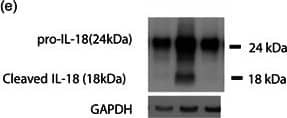 Western Blot IL-18/IL-1F4 Antibody