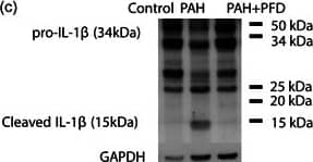Western Blot IL-18/IL-1F4 Antibody