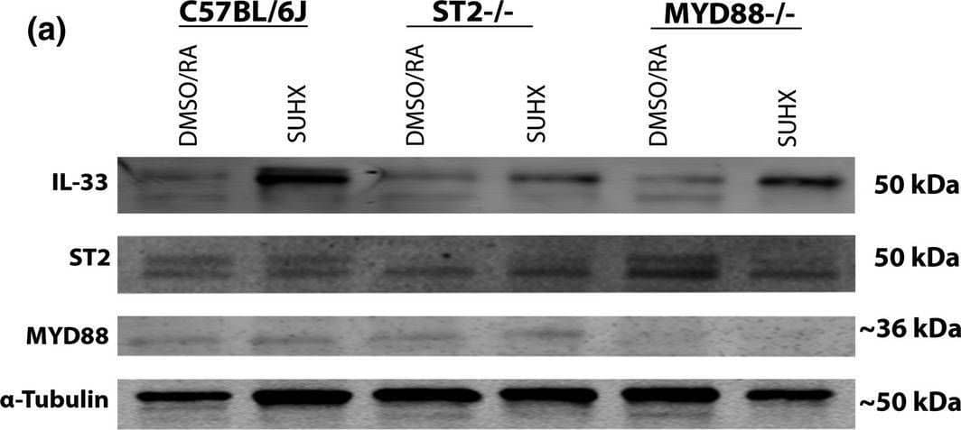 IL‐33 protein levels in whole lungs of mice exposed to SUHX (a) Western Blot representation of IL‐33, ST2, and MYD88 protein in lungs of C57BL/6J, ST2−/−, and MYD88−/− mice exposed to either SUHX or DMSO/RA conditions (all n = 8). Equal loading of protein was confirmed using  alpha ‐Tubulin. (b) Quantitative analysis of IL‐33 in whole lungs. Values are presented as the means ± SD Image collected and cropped by CiteAb from the following open publication (//pubmed.ncbi.nlm.nih.gov/35150208), licensed under a CC-BY license. Not internally tested by R&D Systems.