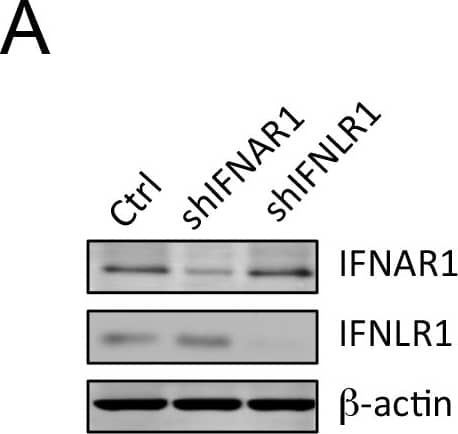 Type III IFN response regulates HEV replication.(A) Immunoblots of IFNAR1, IFNLR1 and  beta -actin in HepG2 cells transduced with lentiviruses expressing gene-specific shRNA or GFP (Ctrl). (B) ISRE promoter activity in different cells after IFN-alpha  or IFN-lambda  treatment. HepG2 cells were transfected with an interferon-sensitive response element (ISRE) promoter-driven firefly luciferase reporter plasmid ISRE-Luc and a herpes simplex virus thymidine kinase promoter-driven Renilla luciferase (TK-RLuc) plasmid for 24 h, then treated with IFN-alpha  (100ng/ml) or IFN-lambda 1 (220ng/ml) for 24 h. Data are expressed as fold changes relative to non-treated cells based on the relative luciferase activities (firefly luciferase vs. Renilla luciferase). Shown are representative results (mean ± SEM) from two independent experiments each performed in triplicate. (C-E) Effects of IFN receptor knockdown on ISG expression and HEV replication. HepG2 cells transduced with lentiviruses expressing gene-specific shRNA or GFP (Ctrl) were infected with HEV for 5 days. (C) Intracellular IFIT1 mRNA expression determined by qRT-PCR. Results are represented as fold changes relative to HEV-infected control cells. (D) HEV RNA abundance determined by qRT-PCR (fold changes relative to HEV-infected control cells). (E) Cells expressing different shRNA or GFP (Ctrl) were infected with HEV for 5 days, harvested and subjected to three rounds of freeze-thaws prior to inoculation to naïve HepG2 cells. Infected cells were detected by IFA and HEV foci were counted after 5 days. Each data point represents the mean ± SEM of at least 2 independent experiments in duplicate each. * P<0.05; ** P<0.01. Image collected and cropped by CiteAb from the following open publication (//pubmed.ncbi.nlm.nih.gov/28558073), licensed under a CC-BY license. Not internally tested by R&D Systems.