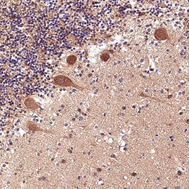 Neurexin 3/NRXN3 was detected in immersion fixed paraffin-embedded sections of human brain cerebellum using Sheep Anti-Human/Mouse Neurexin 3/NRXN3 Antigen Affinity-purified Polyclonal Antibody (Catalog # AF5269) at 15 &micro;g/mL for 1 hour at room temperature followed by incubation with the Anti-Sheep IgG VisUCyte&trade; HRP Polymer Antibody (Catalog # VC006). Before incubation with the primary antibody, tissue was subjected to heat-induced epitope retrieval using VisUCyte Antigen Retrieval Reagent-Basic (Catalog # VCTS021). Tissue was stained using DAB (brown) and counterstained with hematoxylin (blue). Specific staining was localized to Purkinje Neurons. View our protocol for IHC Staining with VisUCyte HRP Polymer Detection Reagents.