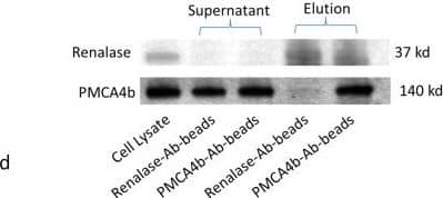 Identification of plasma membrane calcium ATPase isoform PMCA4b as a renalase binding protein.A, HK-2 cells incubated with either labeled RP-Scr220 or RP-220, biotin-labeled proteins purified using streptavidin column, separated by SDS-PAGE and visualized by western blot using streptavidin-HRP; * = regions evaluated by mass spectrometry in samples labeled with either RP-Scr220 or RP-220; # = RP-220 band containing the plasma membrane calcium ATPase isoform PMCA4b. B, Endogenous expression of PMCA4b in HK-2 cells, western immunoblot using isoform specific monoclonal; CCL-119: human leukemic cell line; thyroid tumor = human thyroid tumor cell line (ATCC, CRL-1803) 10 μg protein loaded in each lane. C, co-immunolocalization of PMCA4b and renalase in HK-2 cells, images acquired using a Zeiss laser scanning confocal microscope, scale bar = 9 μm; arrow = plasma membrane. D, Co-Immunoprecipitation of PMCA4b and renalase from HK-2 cell lysates; renalase-Ab-beads = renalase antibody coated beads; PMCA4b-Ab-beads = PMCA4b antibody coated beads. Image collected and cropped by CiteAb from the following publication (//pubmed.ncbi.nlm.nih.gov/25906147), licensed under a CC-BY license. Not internally tested by R&D Systems.