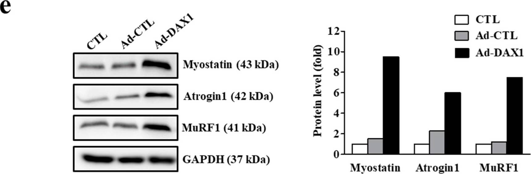 Iron deficiency-induced myostatin regulation by DAX1. (a) Expression of myostatin mRNA in C2C12 myotubes transfected with a nuclear receptor for 48 h. AR: androgen receptor; CAR: constitutive androstane receptor; DAX1: dosage-sensitive sex reversal, adrenal hypoplasia congenita critical region, on chromosome X, gene 1; ER alpha : estrogen receptor  alpha ; ERR alpha / beta / gamma : estrogen-related receptor  alpha / beta / gamma ; FXR: farnesoid X receptor; GR: glucocorticoid receptor; HNF4 alpha : hepatocyte nuclear factor 4  alpha ; LRH-1: liver receptor homolog-1; LXR alpha : liver X receptor  alpha ; PXR: pregnane X receptor; ROR alpha : RAR-related orphan receptor  alpha ; SF-1: steroidogenic factor 1; SHP: small heterodimer partner; THR alpha : thyroid hormone receptor  alpha ; TR4: testicular receptor 4. (b) Expression of DAX1 mRNA in C2C12 myotubes treated with different doses of deferoxamine (DFO) and FeSO4. (c) Expression of DAX1 mRNA in C2C12 myotubes with DFO in the presence or absence of FeSO4. (d) Adenoviral overexpression of DAX1 and mRNA expression of myogenic and muscle atrophy-associated factors. C2C12 myotubes were infected with an adenovirus expressing DAX1 (Ad-DAX 1) or control vector (Ad-CTL) at 100 multiplicity of infection for 48 h. Myf5: myogenic factor 5; MyoD: myoblast determination protein 1; MuRF1: muscle RING-finger protein-1. (e) Protein expression of muscle atrophy-associated factors in C2C12 myotubes infected with Ad-DAX 1. GAPDH: glyceraldehyde 3-phosphate dehydrogenase. A densitometric analysis of the Western blots is shown in the graph on the right. Data represent mean ± SEM. * p < 0.05. Image collected and cropped by CiteAb from the following open publication (//pubmed.ncbi.nlm.nih.gov/36139428), licensed under a CC-BY license. Not internally tested by R&D Systems.
