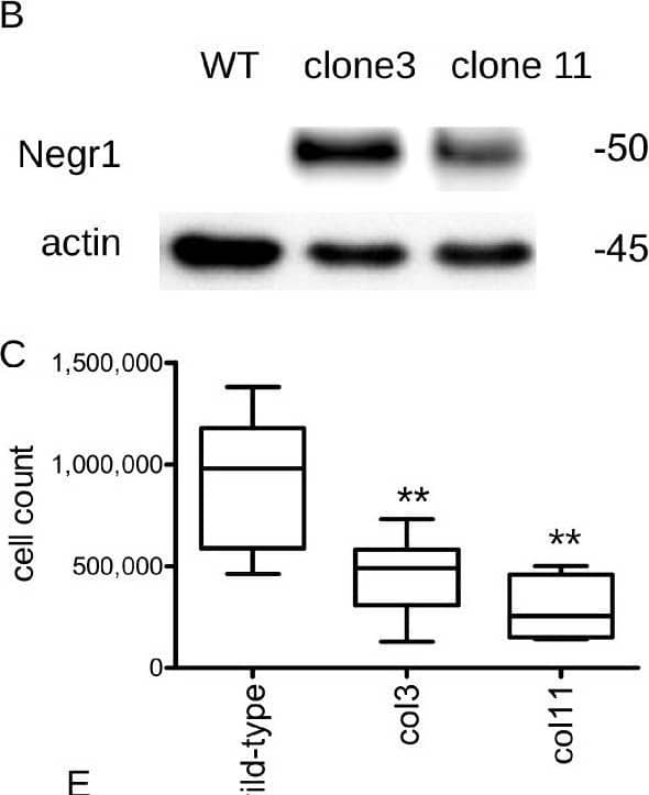 Western Blot Kilon/NEGR1 Antibody