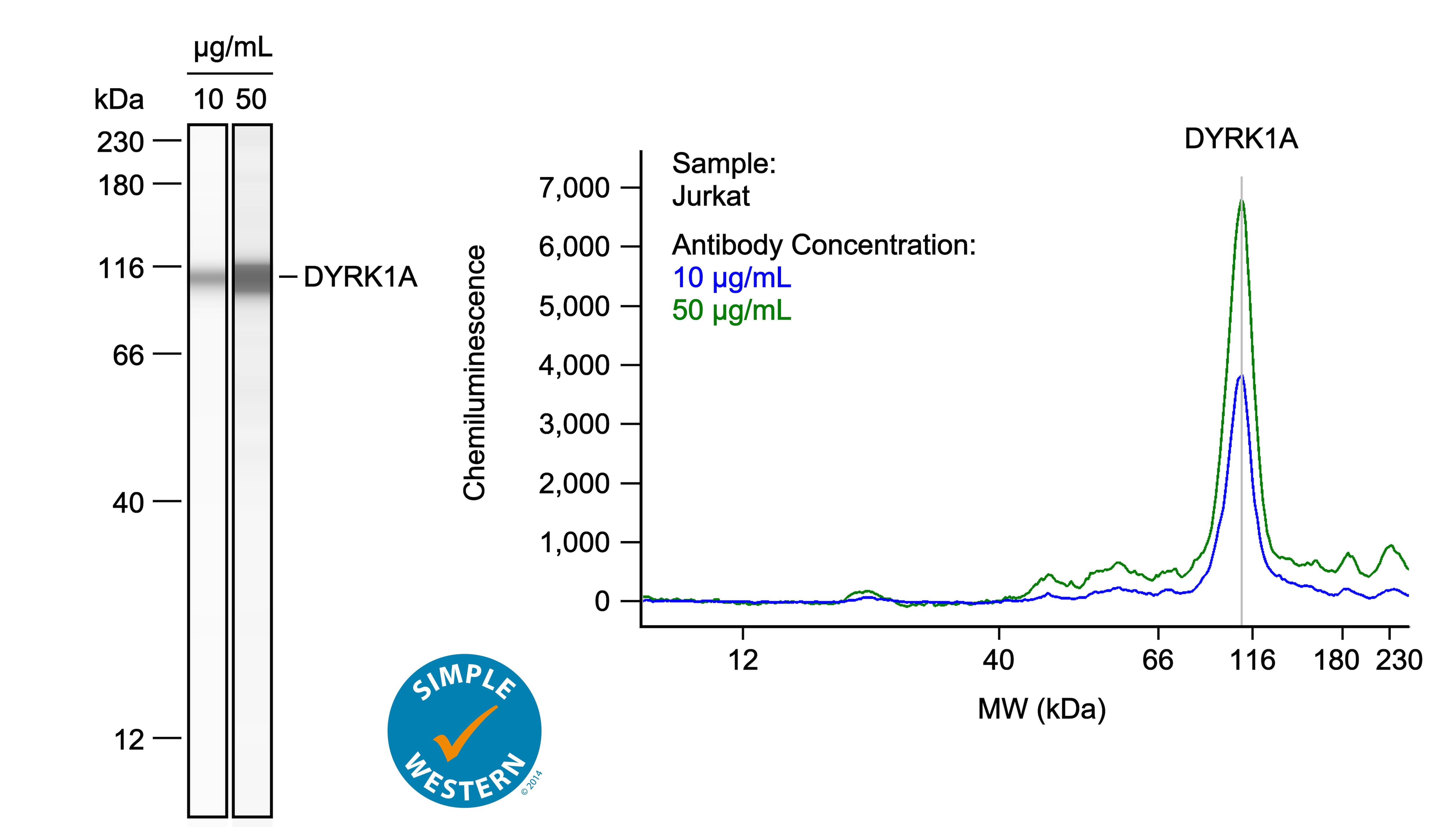 Left: Simple Western lane view shows lysates of Jurkat human acute T cell leukemia cell line, loaded at 0.1 mg/ml. A specific band was detected for DYRK1A at approximately 110 kDa (as indicated) using both 10 µg/ml and 50 µg/ml of Sheep Anti-Human/Rat DYRK1A Antigen Affinity-purified Polyclonal Antibody (Catalog # AF5407) followed by 1:50 dilution of HRP-conjugated Anti-Sheep IgG Secondary Antibody (Catalog # HAF016) in Milk-free Antibody Diluent (Catalog # 043-524). This experiment was conducted under reducing conditions and using the 12-230kDa separation system. Right: Simple Western electropherogram showing the same Sheep Anti-Human/Rat DYRK1A Antigen Affinity-purified Polyclonal Antibody (Catalog # AF5407) tested at 10 µg/ml (blue line) and 50 µg/ml (green line) in the Jurkat human acute T cell leukemia cell line.