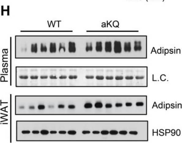 Adipocyte PPAR gamma  acetylation diminishes the metabolic improvements of intermittent fasting (IF) in middle-aged mice. (A–C) Body weight (A), fat mass (B), lean mass (C) of male middle-aged WT and aKQ mice before and after 6 weeks of IF (n = 6, 6). (D) ITT and AUC after fasting for 5 h after 5 weeks of IF. (E) GTT and AUC after an overnight fasting after 6 weeks of IF (n = 6, 6). (F,G) Plasma NEFA and triglyceride (TG) levels after overnight fasting after 6 weeks of IF mice (n = 6, 6). (H,I) WB with quantification of Adipsin and Adiponectin protein levels in plasma and iWAT after 6 weeks of IF (n = 6, 6). (J) Representative H & E staining of BAT, iWAT, and eWAT after IF. Scale bar: 200 µm. (K) qPCR analysis of gene expression levels in BAT (n = 6, 6). Data are presented as mean ± SEM, two-way ANOVA and two-tailed Student’s t-test were used to test significances. * p < 0.05, ** p < 0.01, *** p < 0.001. Image collected and cropped by CiteAb from the following open publication (//pubmed.ncbi.nlm.nih.gov/37408258), licensed under a CC-BY license. Not internally tested by R&D Systems.
