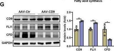 CD9 overexpression in the liver ameliorates HFD‐induced hepatic steatosis. AAV‐Ctr and AAV‐CD9 mice were fed on HFD for 12 weeks. A) Schematic diagrams illustrating the experimental design and treatment groups. B) Body weight, liver weight and liver/body weight were determined. C) Liver TG contents were determined enzymatically. D) Representative H&E and Oil Red O staining of livers, and their quantification. E) The mRNA levels of genes related to lipid metabolism in livers. F) Serum levels of liver enzyme activity (ALT and AST) were determined enzymatically. G) Western blot and its quantification of CD9, FLI1 and CFD in liver tissues. Scale bar = 100 µm for C. n = 6 mice per group for B‐G. Data are presented as the mean ± S.E.M. Statistical analysis was performed using t‐test for B‐G. *, p < 0.05; **, p < 0.01; ***, p < 0.001. Image collected and cropped by CiteAb from the following open publication (//pubmed.ncbi.nlm.nih.gov/38837628), licensed under a CC-BY license. Not internally tested by R&D Systems.