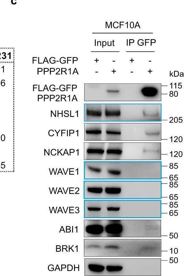 PPP2R1A interacts with the WAVE Shell Complex (WSC) that contains NHSL1 instead of WAVE proteins.a MCF10A or MDA-MB-231 cells stably expressing FLAG-GFP or FLAG-GFP PPP2R1A were subjected to FLAG-GFP Tandem Affinity Purification and purified proteins were resolved by SDS–PAGE and silver stained. The same samples were used for mass spectrometry and Western blots. Three biological repeats with similar results. b Label-free quantification (LFQ) of proteins identified by mass spectrometry. In both cell lines, NHSL1 is present at the expense of WAVE subunits. Log10 of LFQ values, mean ± sem of three biological repeats. c GFP immunoprecipitates were analyzed by Western blots with the indicated antibodies. Three biological repeats with similar results. d PPP2R1A associates with the WSC through NHSL1. MCF10A cells expressing FLAG-GFP PPP2R1A were transfected with pools of siRNAs targeting NHSL1 or non-targeting siRNAs (CTRL). GFP immunoprecipitates were analyzed by western blots. Three biological repeats with similar results. e A MCF10A cell line stably transfected with two plasmids expressing FLAG-GFP PPP2R1A and PC-HA BRK1 was subjected to FLAG-PC Tandem Affinity Purification to purify the WSC. WSC composition was analyzed by mass spectrometry. Silver stained SDS–PAGE of purified WSC. The identity of WSC subunits and the lack of WAVE2 was confirmed using Western blots. 3 biological repeats with similar results. f Comparison of the structural model of the WSC obtained using AlphaFold2 with the X-ray crystal structure WAVE Regulatory Complex (PDB:3P8C [//www.wwpdb.org/pdb?id=pdb_00003p8c]). The WSC was composed of NHSL1 (1-123) in purple, CYFIP1 in green, NCKAP1 in cyan, BRK1 in yellow and ABI2 (1–160) in salmon. Image collected and cropped by CiteAb from the following open publication (//pubmed.ncbi.nlm.nih.gov/37322026), licensed under a CC-BY license. Not internally tested by R&D Systems.