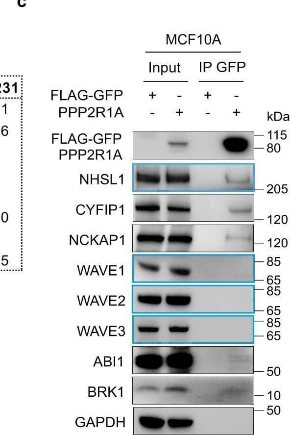 PPP2R1A interacts with the WAVE Shell Complex (WSC) that contains NHSL1 instead of WAVE proteins.a MCF10A or MDA-MB-231 cells stably expressing FLAG-GFP or FLAG-GFP PPP2R1A were subjected to FLAG-GFP Tandem Affinity Purification and purified proteins were resolved by SDS–PAGE and silver stained. The same samples were used for mass spectrometry and Western blots. Three biological repeats with similar results. b Label-free quantification (LFQ) of proteins identified by mass spectrometry. In both cell lines, NHSL1 is present at the expense of WAVE subunits. Log10 of LFQ values, mean ± sem of three biological repeats. c GFP immunoprecipitates were analyzed by Western blots with the indicated antibodies. Three biological repeats with similar results. d PPP2R1A associates with the WSC through NHSL1. MCF10A cells expressing FLAG-GFP PPP2R1A were transfected with pools of siRNAs targeting NHSL1 or non-targeting siRNAs (CTRL). GFP immunoprecipitates were analyzed by western blots. Three biological repeats with similar results. e A MCF10A cell line stably transfected with two plasmids expressing FLAG-GFP PPP2R1A and PC-HA BRK1 was subjected to FLAG-PC Tandem Affinity Purification to purify the WSC. WSC composition was analyzed by mass spectrometry. Silver stained SDS–PAGE of purified WSC. The identity of WSC subunits and the lack of WAVE2 was confirmed using Western blots. 3 biological repeats with similar results. f Comparison of the structural model of the WSC obtained using AlphaFold2 with the X-ray crystal structure WAVE Regulatory Complex (PDB:3P8C [//www.wwpdb.org/pdb?id=pdb_00003p8c]). The WSC was composed of NHSL1 (1-123) in purple, CYFIP1 in green, NCKAP1 in cyan, BRK1 in yellow and ABI2 (1–160) in salmon. Image collected and cropped by CiteAb from the following open publication (//pubmed.ncbi.nlm.nih.gov/37322026), licensed under a CC-BY license. Not internally tested by R&D Systems.