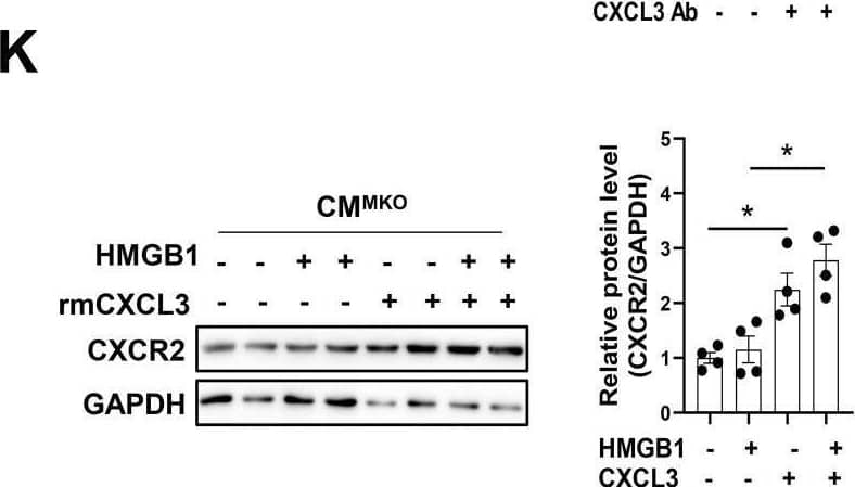  CXCR4-deficient macrophages attenuate myofibroblast differentiation via CXCL3-CXCR2 axis. (A) WB analysis of FN &  alpha SMA in CFs co-cultured in MΦWT & MΦMKO-CM with or without HMGB1 treatment. (B) QPCR analysis of FN &  alpha SMA in CFs co-cultured in MΦWT & MΦMKO-CM with or without HMGB1 treatment. (C) Immunofluorescence staining of  alpha SMA+  in CFs co-cultured in MΦWT & MΦMKO-CM with or without HMGB1 treatment. ( alpha SMA. red; DAPI. blue), Scale bar = 50μm. (D) Volcano plot of RNA sequencing MΦWT & MΦMKO after HMGB1 treatment. (E) RNA array analysis of the indicated genes in MΦWT & MΦMKO after HMGB1 treatment. (F) QPCR & elisa analysis of CXCL3 MΦWT & MΦMKO-CM with or without HMGB1 treatment. (G) WB analysis of FN &  alpha SMA in CFs co-cultured in MΦWT-CM after HMGB1 treatment with or without CXCL3 Ab. (H) WB analysis of FN &  alpha SMA in CFs co-cultured in MΦMKO-CM after HMGB1 treatment with or without rmCXCL3 protein. (I) WB analysis of CXCR2 in CFs co-cultured in MΦWT & MΦMKO-CM with or without HMGB1 treatment. (J) WB analysis of CXCR2 in CFs co-cultured in MΦWT-CM after HMGB1 treatment with or without CXCL3 Ab. (K) WB analysis of CXCR2 in CFs co-cultured in MΦMKO-CM after HMGB1 treatment with or without rmCXCL3. (L)WB analysis of FN &  alpha SMA in CFs co-cultured in MΦWT -CM after HMGB1 treatment with or without SB225002. (M)WB analysis o FN &  alpha SMA in CFs co-cultured in MΦMKO-CM after HMGB1 treatment with or without rmCXCL3 or SB225002. FN, fibronectin;  alpha SMA, a-smooth muscle actin; CFs, cardiac fibroblasts; MΦWT macrophages derived from the bone marrow WT mice; MΦMKO, macrophages derived from the bone marrow MKO mice. CM, conditioned medium. CXCL3, Chemokine (C‑X‑C) motif ligand 3. All data were analyzed using two-way ANOVA with Bonferroni's multiple comparisons test. *, p<0.05. Image collected & cropped by CiteAb from the following open publication (//pubmed.ncbi.nlm.nih.gov/35173552), licensed under a CC-BY license. Not internally tested by R&D Systems.