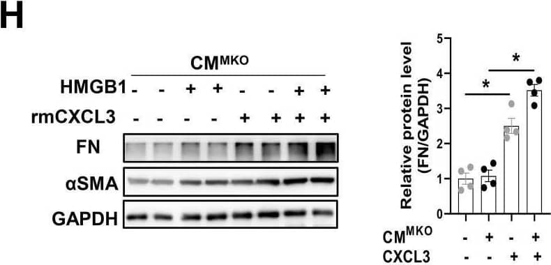  CXCR4-deficient macrophages attenuate myofibroblast differentiation via CXCL3-CXCR2 axis. (A) WB analysis of FN &  alpha SMA in CFs co-cultured in MΦWT & MΦMKO-CM with or without HMGB1 treatment. (B) QPCR analysis of FN &  alpha SMA in CFs co-cultured in MΦWT & MΦMKO-CM with or without HMGB1 treatment. (C) Immunofluorescence staining of  alpha SMA+  in CFs co-cultured in MΦWT & MΦMKO-CM with or without HMGB1 treatment. ( alpha SMA. red; DAPI. blue), Scale bar = 50μm. (D) Volcano plot of RNA sequencing MΦWT & MΦMKO after HMGB1 treatment. (E) RNA array analysis of the indicated genes in MΦWT & MΦMKO after HMGB1 treatment. (F) QPCR & elisa analysis of CXCL3 MΦWT & MΦMKO-CM with or without HMGB1 treatment. (G) WB analysis of FN &  alpha SMA in CFs co-cultured in MΦWT-CM after HMGB1 treatment with or without CXCL3 Ab. (H) WB analysis of FN &  alpha SMA in CFs co-cultured in MΦMKO-CM after HMGB1 treatment with or without rmCXCL3 protein. (I) WB analysis of CXCR2 in CFs co-cultured in MΦWT & MΦMKO-CM with or without HMGB1 treatment. (J) WB analysis of CXCR2 in CFs co-cultured in MΦWT-CM after HMGB1 treatment with or without CXCL3 Ab. (K) WB analysis of CXCR2 in CFs co-cultured in MΦMKO-CM after HMGB1 treatment with or without rmCXCL3. (L)WB analysis of FN &  alpha SMA in CFs co-cultured in MΦWT -CM after HMGB1 treatment with or without SB225002. (M)WB analysis o FN &  alpha SMA in CFs co-cultured in MΦMKO-CM after HMGB1 treatment with or without rmCXCL3 or SB225002. FN, fibronectin;  alpha SMA, a-smooth muscle actin; CFs, cardiac fibroblasts; MΦWT macrophages derived from the bone marrow WT mice; MΦMKO, macrophages derived from the bone marrow MKO mice. CM, conditioned medium. CXCL3, Chemokine (C‑X‑C) motif ligand 3. All data were analyzed using two-way ANOVA with Bonferroni's multiple comparisons test. *, p<0.05. Image collected & cropped by CiteAb from the following open publication (//pubmed.ncbi.nlm.nih.gov/35173552), licensed under a CC-BY license. Not internally tested by R&D Systems.