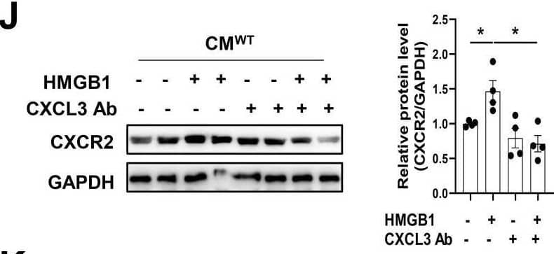  CXCR4-deficient macrophages attenuate myofibroblast differentiation via CXCL3-CXCR2 axis. (A) WB analysis of FN &  alpha SMA in CFs co-cultured in MΦWT & MΦMKO-CM with or without HMGB1 treatment. (B) QPCR analysis of FN &  alpha SMA in CFs co-cultured in MΦWT & MΦMKO-CM with or without HMGB1 treatment. (C) Immunofluorescence staining of  alpha SMA+  in CFs co-cultured in MΦWT & MΦMKO-CM with or without HMGB1 treatment. ( alpha SMA. red; DAPI. blue), Scale bar = 50μm. (D) Volcano plot of RNA sequencing MΦWT & MΦMKO after HMGB1 treatment. (E) RNA array analysis of the indicated genes in MΦWT & MΦMKO after HMGB1 treatment. (F) QPCR & elisa analysis of CXCL3 MΦWT & MΦMKO-CM with or without HMGB1 treatment. (G) WB analysis of FN &  alpha SMA in CFs co-cultured in MΦWT-CM after HMGB1 treatment with or without CXCL3 Ab. (H) WB analysis of FN &  alpha SMA in CFs co-cultured in MΦMKO-CM after HMGB1 treatment with or without rmCXCL3 protein. (I) WB analysis of CXCR2 in CFs co-cultured in MΦWT & MΦMKO-CM with or without HMGB1 treatment. (J) WB analysis of CXCR2 in CFs co-cultured in MΦWT-CM after HMGB1 treatment with or without CXCL3 Ab. (K) WB analysis of CXCR2 in CFs co-cultured in MΦMKO-CM after HMGB1 treatment with or without rmCXCL3. (L)WB analysis of FN &  alpha SMA in CFs co-cultured in MΦWT -CM after HMGB1 treatment with or without SB225002. (M)WB analysis o FN &  alpha SMA in CFs co-cultured in MΦMKO-CM after HMGB1 treatment with or without rmCXCL3 or SB225002. FN, fibronectin;  alpha SMA, a-smooth muscle actin; CFs, cardiac fibroblasts; MΦWT macrophages derived from the bone marrow WT mice; MΦMKO, macrophages derived from the bone marrow MKO mice. CM, conditioned medium. CXCL3, Chemokine (C‑X‑C) motif ligand 3. All data were analyzed using two-way ANOVA with Bonferroni's multiple comparisons test. *, p<0.05. Image collected & cropped by CiteAb from the following open publication (//pubmed.ncbi.nlm.nih.gov/35173552), licensed under a CC-BY license. Not internally tested by R&D Systems.