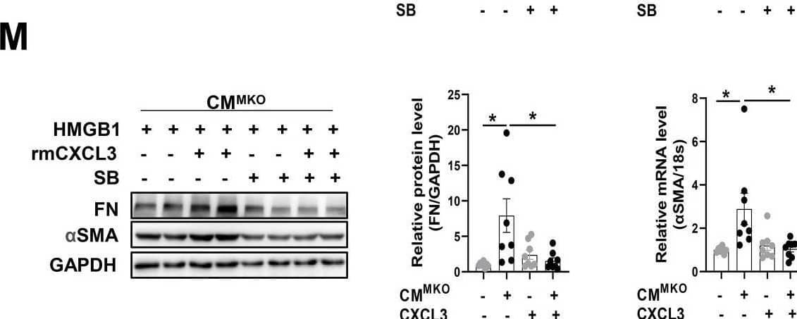  CXCR4-deficient macrophages attenuate myofibroblast differentiation via CXCL3-CXCR2 axis. (A) WB analysis of FN &  alpha SMA in CFs co-cultured in MΦWT & MΦMKO-CM with or without HMGB1 treatment. (B) QPCR analysis of FN &  alpha SMA in CFs co-cultured in MΦWT & MΦMKO-CM with or without HMGB1 treatment. (C) Immunofluorescence staining of  alpha SMA+  in CFs co-cultured in MΦWT & MΦMKO-CM with or without HMGB1 treatment. ( alpha SMA. red; DAPI. blue), Scale bar = 50μm. (D) Volcano plot of RNA sequencing MΦWT & MΦMKO after HMGB1 treatment. (E) RNA array analysis of the indicated genes in MΦWT & MΦMKO after HMGB1 treatment. (F) QPCR & elisa analysis of CXCL3 MΦWT & MΦMKO-CM with or without HMGB1 treatment. (G) WB analysis of FN &  alpha SMA in CFs co-cultured in MΦWT-CM after HMGB1 treatment with or without CXCL3 Ab. (H) WB analysis of FN &  alpha SMA in CFs co-cultured in MΦMKO-CM after HMGB1 treatment with or without rmCXCL3 protein. (I) WB analysis of CXCR2 in CFs co-cultured in MΦWT & MΦMKO-CM with or without HMGB1 treatment. (J) WB analysis of CXCR2 in CFs co-cultured in MΦWT-CM after HMGB1 treatment with or without CXCL3 Ab. (K) WB analysis of CXCR2 in CFs co-cultured in MΦMKO-CM after HMGB1 treatment with or without rmCXCL3. (L)WB analysis of FN &  alpha SMA in CFs co-cultured in MΦWT -CM after HMGB1 treatment with or without SB225002. (M)WB analysis o FN &  alpha SMA in CFs co-cultured in MΦMKO-CM after HMGB1 treatment with or without rmCXCL3 or SB225002. FN, fibronectin;  alpha SMA, a-smooth muscle actin; CFs, cardiac fibroblasts; MΦWT macrophages derived from the bone marrow WT mice; MΦMKO, macrophages derived from the bone marrow MKO mice. CM, conditioned medium. CXCL3, Chemokine (C‑X‑C) motif ligand 3. All data were analyzed using two-way ANOVA with Bonferroni's multiple comparisons test. *, p<0.05. Image collected & cropped by CiteAb from the following open publication (//pubmed.ncbi.nlm.nih.gov/35173552), licensed under a CC-BY license. Not internally tested by R&D Systems.
