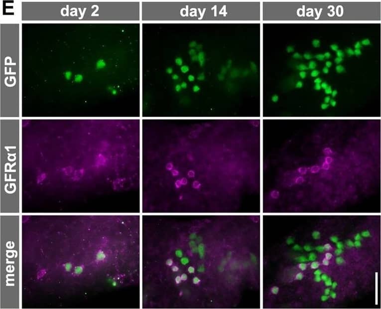 Fate of pulse-labeled GFR alpha 1+ spermatogonia during VAD/VA administration. (A) The experimental schedule for B and C. Two days after the TM pulse, Gfra1-CreERT2; CAG-CAT-EGFP transgenic mice maintained in VAD were injected with VA and then fed a normal diet. Testis samples were harvested at the indicated times. (B) Representative IF images of whole-mount seminiferous tubule 0, 2, 6 and 10 days after VA injection stained for GFP and GFR alpha 1. (C) The number of GFP-labeled GFR alpha 1+ Aundiff (magenta), GFR alpha 1− Aundiff (green), KIT+ (blue) spermatogonia and total labeled (black) cells. Shown is the mean±s.e.m. of five, five, seven, six, four and three testes for days 0, 2, 4, 6, 8 and 10, respectively. Data, except for those of GFR alpha 1+ cells, on days 2, 6, 8 and 10 were significantly different compared with the values on day 0 (P<0.03, t-test). (D) Schedule for E and F. After the TM pulse, Gfra1-CreERT2; CAG-CAT-EGFP transgenic mice were continually fed the VAD diet. (E) Representative IF images of whole-mount seminiferous tubule 2, 14 and 30 days after TM pulse stained for GFP and GFR alpha 1. (F) Number of GFP-labeled GFR alpha 1+ Aundiff (magenta) and GFR alpha 1− Aundiff (green) spermatogonia and total labeled cells (black), shown as the mean±s.e.m. of eight, three and five testes on days 0, 14 and 30, respectively. *P=0.032, **P<0.002 (t-test) compared with the values for day 2. Scale bars: 50 μm. Image collected and cropped by CiteAb from the following open publication (//journals.biologists.com/dev/article/doi/10.1242/dev.118695/258623/Hierarchical-differentiation-competence-in), licensed under a CC-BY license. Not internally tested by R&D Systems.