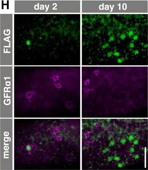 Ectopic RAR gamma  expression by GFR alpha 1+ spermatogonia. (A) The CAG-CAT-3xFLAG-Rarg transgene. When CAT between the loxP sites is deleted by TM-activated Cre, FLAG-tagged RAR gamma  is constitutively expressed under the control of the CAG promoter. (B) Experimental design of the fate analysis of GFR alpha 1+ cells with enforced FLAG-RAR gamma  expression upon VA readministration in VAD mice, as shown in C-F. Gfra1-CreERT2; CAG-CAT-3xFLAG-Rarg transgenic mice were maintained in VAD and VA was administered 2 days after TM injection, as indicated. Testes were then processed for IF. (C,D) IF images of whole-mount seminiferous tubules of the mice described above, 2 days after VA injection, stained for FLAG-RAR gamma  (green) and KIT (magenta) (C), and cell number relative to the number of initial induced cells (D). Data for GFP-labeled NGN3+ and GFR alpha 1+ cells are reproduced from Fig. 2C and Fig. 3C, respectively, for comparison. The mean±s.e.m. value of three testes is shown. *P<0.003 (t-test), compared with the values of FLAG-RAR gamma + GFR alpha 1+ cells at day 2. (E,F) Representative confocal images of the same field of whole-mounts of seminiferous tubules of mice treated as described above, at 2 days after VA injection; staining was performed for GFR alpha 1, KIT and FLAG (E). Open arrowheads, white arrowheads and small arrows indicate FLAG+ cells that are GFR alpha 1+/KIT+, GFR alpha 1+/KIT− and GFR alpha 1−/KIT+, respectively. (F) Quantitation of GFP+ and FLAG-RAR gamma + cells showing different patterns of GFR alpha 1 and KIT expression in Gfra1-CreERT2; CAG-CAT-EGFP and Gfra1-CreERT2; CAG-CAT-3xFLAG-Rarg mice, respectively. Cell numbers are shown above each bar. (G) Experimental design of the fate analysis of GFR alpha 1+ cells with enforced FLAG-RAR gamma  expression under normal conditions, as shown in H-J. Gfra1-CreERT2; CAG-CAT-3xFLAG-Rarg transgenic mice were pulsed with TM at 13-17 weeks of age, and after 2 and 10 days their testes were processed for IF. (H) IF images of whole-mount seminiferous tubules 2 and 10 days after TM injection, stained for FLAG-RAR gamma  and GFR alpha 1. (I,J) Numbers of GFR alpha 1+ Aundiff (magenta), GFR alpha 1− Aundiff (green), KIT+ (blue) spermatogonia and total cells (black) in either GFP-labeled (I) or FLAG-RAR gamma -expressing (J) cells of Gfra1-CreERT2; CAG-CAT-EGFP and Gfra1-CreERT2; CAG-CAT-3xFLAG-Rarg mice, respectively, following the schedule shown in G. The mean±s.e.m. of four (I) and three (J) testes are shown. *P<0.05 (t-test), compared with the values on day 2. Scale bars: 50 μm. Image collected and cropped by CiteAb from the following open publication (//journals.biologists.com/dev/article/doi/10.1242/dev.118695/258623/Hierarchical-differentiation-competence-in), licensed under a CC-BY license. Not internally tested by R&D Systems.