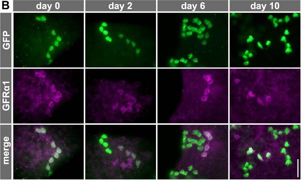 Fate of pulse-labeled GFR alpha 1+ spermatogonia during VAD/VA administration. (A) The experimental schedule for B and C. Two days after the TM pulse, Gfra1-CreERT2; CAG-CAT-EGFP transgenic mice maintained in VAD were injected with VA and then fed a normal diet. Testis samples were harvested at the indicated times. (B) Representative IF images of whole-mount seminiferous tubule 0, 2, 6 and 10 days after VA injection stained for GFP and GFR alpha 1. (C) The number of GFP-labeled GFR alpha 1+ Aundiff (magenta), GFR alpha 1− Aundiff (green), KIT+ (blue) spermatogonia and total labeled (black) cells. Shown is the mean±s.e.m. of five, five, seven, six, four and three testes for days 0, 2, 4, 6, 8 and 10, respectively. Data, except for those of GFR alpha 1+ cells, on days 2, 6, 8 and 10 were significantly different compared with the values on day 0 (P<0.03, t-test). (D) Schedule for E and F. After the TM pulse, Gfra1-CreERT2; CAG-CAT-EGFP transgenic mice were continually fed the VAD diet. (E) Representative IF images of whole-mount seminiferous tubule 2, 14 and 30 days after TM pulse stained for GFP and GFR alpha 1. (F) Number of GFP-labeled GFR alpha 1+ Aundiff (magenta) and GFR alpha 1− Aundiff (green) spermatogonia and total labeled cells (black), shown as the mean±s.e.m. of eight, three and five testes on days 0, 14 and 30, respectively. *P=0.032, **P<0.002 (t-test) compared with the values for day 2. Scale bars: 50 μm. Image collected and cropped by CiteAb from the following open publication (//journals.biologists.com/dev/article/doi/10.1242/dev.118695/258623/Hierarchical-differentiation-competence-in), licensed under a CC-BY license. Not internally tested by R&D Systems.