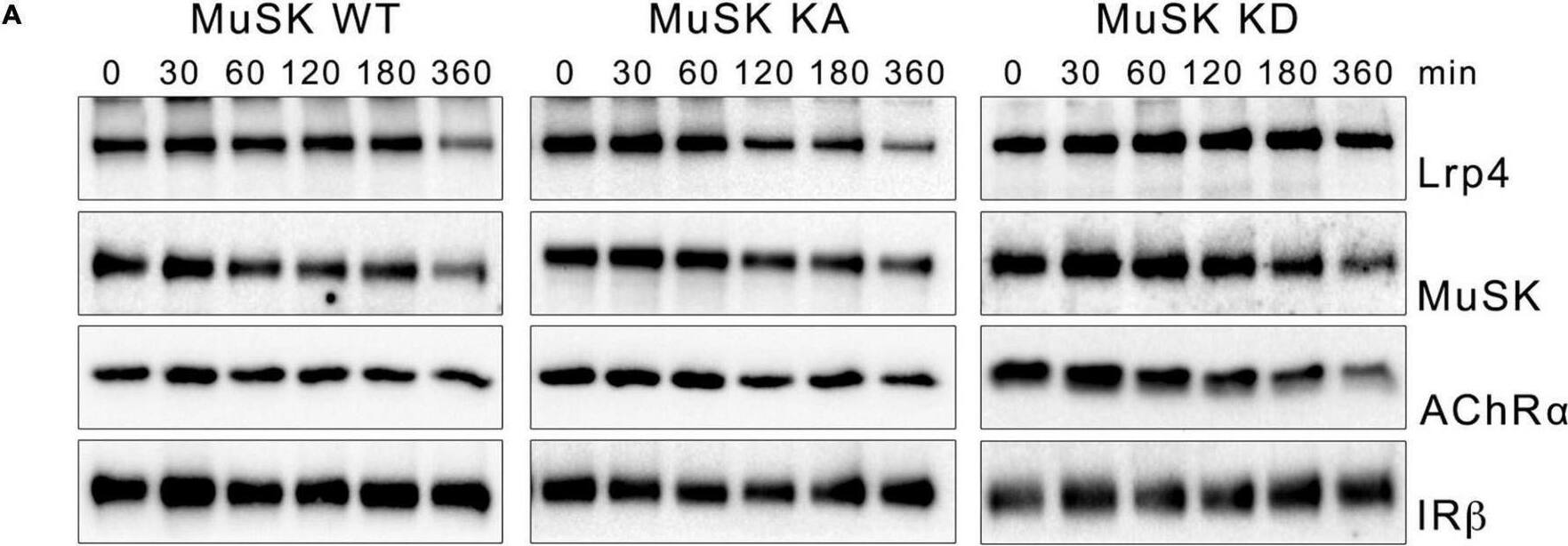 DOK7 gene therapy suppresses motor nerve terminal degeneration at the NMJ in ALS miceAForelimb grip strength of wild‐type (WT) mice&that of control&AAV‐D7 treatment groups of ALS mice at P84 (WT, n = 5 mice; control group, n = 5 mice; treatment group, n = 6 mice). Values are means ± SEM. **P = 0.0016 (WT vs. control group)&0.0003 (WT vs. treatment group) by one‐way analysis of variance (ANOVA) with Bonferroni's post hoc test. n.s., not significant.BThe difference in cycle threshold ( delta Ct) between the human SOD1‐G93A transgene&the reference mouse apob gene. To calculate the human transgene level, the  delta Ct value of hSOD1 was subtracted from the  delta Ct value of apob (control group, n = 5 mice; treatment group, n = 6 mice).C–GWT or ALS mice treated or not with 1.2 × 1012 vg of AAV‐D7 at P90 subjected to the following assays at P120. Tyrosine phosphorylation of MuSK or AChR in the hind‐limb muscle. MuSK or AChR beta 1 subunit (AChR beta 1) immunoprecipitates (IP) from whole‐tissue lysates (WTLs) of the hind‐limb muscle immunoblotted for phosphotyrosine (pY), MuSK,&AChR beta 1. WTLs blotted for Dok‐7‐EGFP, human SOD1,&GAPDH (C). Whole‐mount staining of NMJs on the diaphragm muscle. Motor nerve terminals (green)&postsynaptic AChRs (red) stained with anti‐synapsin‐1 antibodies& alpha ‐bungarotoxin, respectively. Expression of Dok‐7‐EGFP fusion protein (gray) was monitored by EGFP. Scale bars, 50 μm. NT, not treated (D). The size of AChR cluster (E), the size of motor nerve terminal (F),&innervation ratio (G) (WT‐NT, n = 5 mice; ALS‐NT, n = 5 mice; ALS‐AAV‐D7, n = 6 mice). Values are means ± SD. (E) ***P  5. (C) Quantification of total protein expression as function of time. Total protein samples of MuSK wildtype (blue), kinase-active (gray) and kinase-dead (orange) were normalized against Actin. Timepoint 0 was set to 1. Data are presented as means ± SEM; n > 5. Image collected and cropped by CiteAb from the following open publication (//pubmed.ncbi.nlm.nih.gov/35370548), licensed under a CC-BY license. Not internally tested by R&D Systems.
