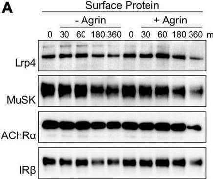 Agrin stimulation increases MuSK and AChR internalization but does not affect Lrp4 internalization. Muscle cells were pretreated with cycloheximide and incubated with or without 5 nM Agrin for the indicated time periods (in minutes). Surface proteins were isolated using biotinylation followed by streptavidin pulldown. (A) Samples were subjected to SDS-PAGE and analyzed by immunoblotting. Surface and total protein expression was determined using antibodies against Lrp4, MuSK, AChR alpha , IR beta  and Actin. (B) Quantification of surface protein expression as function of time and Agrin treatment (− Agrin, blue; + Agrin, orange) is shown. Isolated surface proteins were normalized against IR beta . Timepoint 0 was set to 1. Data are presented as means ± SEM; n > 9. (C) Quantification of total protein expression as function of time and Agrin treatment (− Agrin, blue; + Agrin, orange). Total protein samples were normalized against Actin. Timepoint 0 was set to 1. Data are presented as means ± SEM; n > 5. (D) Muscle cells were pretreated with cycloheximide in the presence or absence of Primaquine (Pq) followed by stimulation with 5 nM Agrin for the indicated time periods (in minutes). Surface proteins were isolated using biotinylation followed by streptavidin pulldown. Samples were subjected to SDS-PAGE and analyzed by immunoblotting. Quantification of surface protein expression as function of time and Primaquine treatment (− Primaquine, orange; + Primaquine, gray) is shown. Isolated surface proteins were normalized against IR beta . Timepoint 0 was set to 1. Data are presented as means ± SEM; n > 3. *p < 0.05; **p < 0.01; ***p < 0.001. Image collected and cropped by CiteAb from the following open publication (//pubmed.ncbi.nlm.nih.gov/35370548), licensed under a CC-BY license. Not internally tested by R&D Systems.