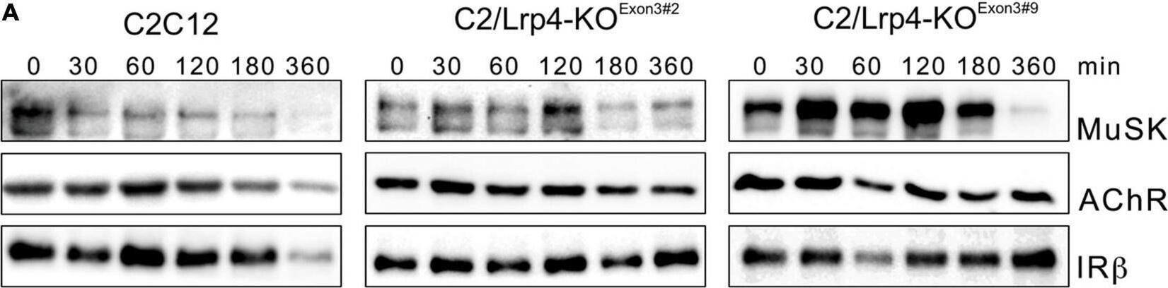 Agrin stimulation increases MuSK and AChR internalization but does not affect Lrp4 internalization. Muscle cells were pretreated with cycloheximide and incubated with or without 5 nM Agrin for the indicated time periods (in minutes). Surface proteins were isolated using biotinylation followed by streptavidin pulldown. (A) Samples were subjected to SDS-PAGE and analyzed by immunoblotting. Surface and total protein expression was determined using antibodies against Lrp4, MuSK, AChR alpha , IR beta  and Actin. (B) Quantification of surface protein expression as function of time and Agrin treatment (− Agrin, blue; + Agrin, orange) is shown. Isolated surface proteins were normalized against IR beta . Timepoint 0 was set to 1. Data are presented as means ± SEM; n > 9. (C) Quantification of total protein expression as function of time and Agrin treatment (− Agrin, blue; + Agrin, orange). Total protein samples were normalized against Actin. Timepoint 0 was set to 1. Data are presented as means ± SEM; n > 5. (D) Muscle cells were pretreated with cycloheximide in the presence or absence of Primaquine (Pq) followed by stimulation with 5 nM Agrin for the indicated time periods (in minutes). Surface proteins were isolated using biotinylation followed by streptavidin pulldown. Samples were subjected to SDS-PAGE and analyzed by immunoblotting. Quantification of surface protein expression as function of time and Primaquine treatment (− Primaquine, orange; + Primaquine, gray) is shown. Isolated surface proteins were normalized against IR beta . Timepoint 0 was set to 1. Data are presented as means ± SEM; n > 3. *p  4. (C) Quantification of total protein expression as function of time in C2 wild-type cells (blue) and C2/Lrp4-KO cells (Exon3#2: orange; Exon3#9: gray). Total protein samples were normalized against Actin. Timepoint 0 was set to 1. Data are presented as means ± SEM; n > 4. Image collected and cropped by CiteAb from the following open publication (//pubmed.ncbi.nlm.nih.gov/35370548), licensed under a CC-BY license. Not internally tested by R&D Systems.