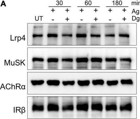Lrp4, MuSK and AChR internalization takes place independent of Dynamin. Myotubes were pretreated with cycloheximide with or without Dyngo-4a and subsequently stimulated with 5 nM Agrin for the indicated time periods (in minutes). Surface proteins were isolated using biotinylation followed by streptavidin pulldown. (A) Samples were subjected to SDS-PAGE and analyzed by immunoblotting. Surface expression was determined using antibodies against Lrp4, MuSK, AChR alpha  and IR beta . (B) Quantification of surface protein expression as function of time and Dyngo-4a treatment (− Dyngo-4a, blue; + Dyngo-4a, orange) is shown. Isolated surface proteins were normalized against IR beta . Timepoint 0 was set to 1. Data are presented as means ± SEM; n > 4. Ag, Agrin; Dg, Dyngo-4a; UT, untreated. Image collected and cropped by CiteAb from the following open publication (//pubmed.ncbi.nlm.nih.gov/35370548), licensed under a CC-BY license. Not internally tested by R&D Systems.