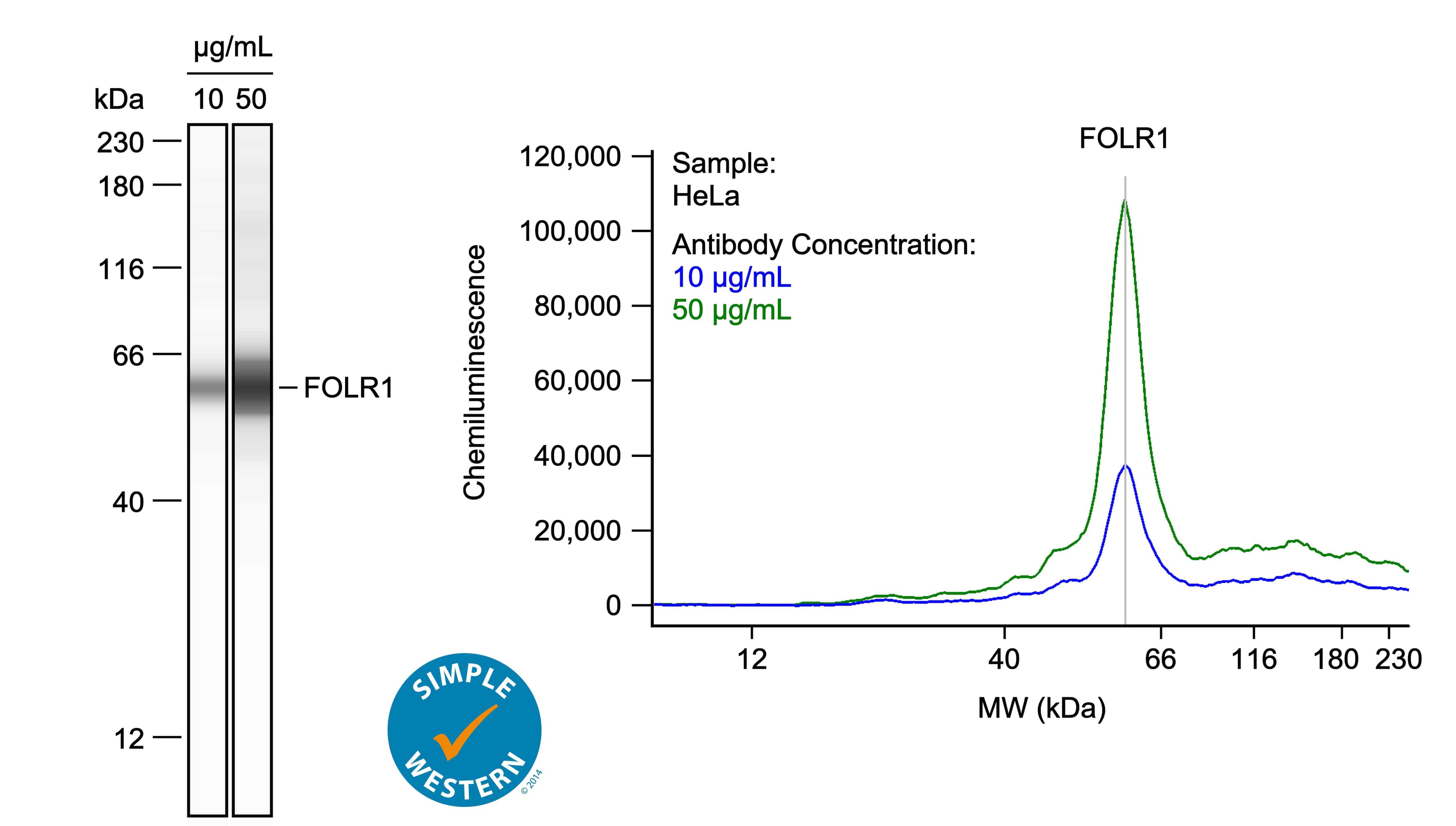 Left: Simple Western lane view shows lysates of HeLa human cervical epithelial carcinoma cell line, loaded at 1 mg/ml. A specific band was detected for FOLR1 at approximately 60 kDa (as indicated) using both 10 µg/ml and 50 µg/ml of Goat Anti-Human FOLR1 Antigen Affinity-purified Polyclonal Antibody (Catalog # AF5646) followed by HRP-conjugated Donkey Anti-Goat Secondary Antibody (Catalog # 043-522-2). This experiment was conducted under reducing conditions and using the 12-230kDa separation system. Right: Simple Western electropherogram showing the same Goat Anti-Human FOLR1 Antigen Affinity-purified Polyclonal Antibody (Catalog # AF5646) tested at 10 µg/ml (blue line) and 50 µg/ml (green line) in the HeLa human cervical epithelial carcinoma cell line.