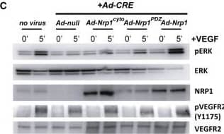 Rescue of VEGF-A Signaling in Nrp1cyto and Nrp1fl/fl Primary EC by Full-Length NRP1 and of EC Tubulogenesis following NRP1 siRNA Knockdown with Constitutively Active ERK(A and B) Western blot analysis of Nrp1cyto EC that were transduced with the indicated adenoviral constructs, serum-starved and stimulated with 50 ng/ml VEGF-A165. Blots (A) and quantitation of ERK activation (B) show that Ad-Nrp1, but not Ad-Nrp1cyto or Ad-Nrp1PDZ, restores VEGF-A-induced VEGFR2 and ERK activation in Nrp1cyto EC (mean ± SD, n = 3, *p < 0.05).(C and D) Western blot analysis of Nrp1fl/fl EC treated with adenoviral constructs expressing CRE recombinase to inactivate NRP1 were transduced with the indicated adenoviral constructs, serum-starved and stimulated with 50 ng/ml VEGF-A165. Blots (C) and quantitation (D) show that Ad-Nrp1, but not Ad-Nrp1cyto or Ad-Nrp1PDZ, restores the activation of VEGFR2 and ERK (mean ± SD, n = 3, *p < 0.05).(E and F) HUVEC treated with control or NRP1 siRNA were treated with the indicated adenoviral vectors to compare their capacity to undergo tube formation in 3D collagen matrices after 72 hr. Representative images (E) and quantification (F) of tubulogenesis after 72 hr (mean ± SEM, n = 18, *p < 0.05). Scale bar represents 100 um. Image collected and cropped by CiteAb from the following open publication (//pubmed.ncbi.nlm.nih.gov/23639442), licensed under a CC-BY license. Not internally tested by R&D Systems.