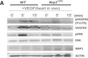 Impaired VEGF-A Signaling in Nrp1cyto Mice(A) Western blot analysis of heart lysates following intraperitoneal injection of VEGF-A. Blots show reduced ERK and VEGFR2 phosphorylation in Nrp1cyto mice relative to WT littermates.(B–D) Western blot analysis of cell lysates from primary arterial EC from Nrp1cyto and WT EC that were serum-starved and then stimulated for the indicated times with 50 ng/ml VEGF-A165. (B) Blots show reduced phosphorylation of VEGFR2 on Y1175 and of ERK in Nrp1cyto relative to control EC. (C) Quantification of the ratio of phospho-VEGFR2 (pVEGFR2) relative to total VEGFR2 (VEGFR2) (mean ± SD, n = 5, *p < 0.05). (D) Quantification of the ratio of phospho-ERK (pERK) relative to total ERK (ERK) (mean ± SD, n = 5, *p < 0.05).(E) Western blot analysis of cell lysates from Nrp1cyto and WT primary arterial EC that were serum-starved and stimulated for the indicated times with 50 ng/ml of FGF2 or IGF1. ERK phosphorylation was similar in Nrp1cyto and WT EC.See also Figure S4. Image collected and cropped by CiteAb from the following open publication (//pubmed.ncbi.nlm.nih.gov/23639442), licensed under a CC-BY license. Not internally tested by R&D Systems.