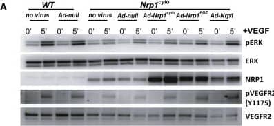 Rescue of VEGF-A Signaling in Nrp1cyto and Nrp1fl/fl Primary EC by Full-Length NRP1 and of EC Tubulogenesis following NRP1 siRNA Knockdown with Constitutively Active ERK(A and B) Western blot analysis of Nrp1cyto EC that were transduced with the indicated adenoviral constructs, serum-starved and stimulated with 50 ng/ml VEGF-A165. Blots (A) and quantitation of ERK activation (B) show that Ad-Nrp1, but not Ad-Nrp1cyto or Ad-Nrp1PDZ, restores VEGF-A-induced VEGFR2 and ERK activation in Nrp1cyto EC (mean ± SD, n = 3, *p < 0.05).(C and D) Western blot analysis of Nrp1fl/fl EC treated with adenoviral constructs expressing CRE recombinase to inactivate NRP1 were transduced with the indicated adenoviral constructs, serum-starved and stimulated with 50 ng/ml VEGF-A165. Blots (C) and quantitation (D) show that Ad-Nrp1, but not Ad-Nrp1cyto or Ad-Nrp1PDZ, restores the activation of VEGFR2 and ERK (mean ± SD, n = 3, *p < 0.05).(E and F) HUVEC treated with control or NRP1 siRNA were treated with the indicated adenoviral vectors to compare their capacity to undergo tube formation in 3D collagen matrices after 72 hr. Representative images (E) and quantification (F) of tubulogenesis after 72 hr (mean ± SEM, n = 18, *p < 0.05). Scale bar represents 100 um. Image collected and cropped by CiteAb from the following open publication (//pubmed.ncbi.nlm.nih.gov/23639442), licensed under a CC-BY license. Not internally tested by R&D Systems.