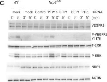 Rescue of Defective ERK Signaling in VEGF-A-Stimulated Nrp1cyto Arterial EC by Knockdown of PTP1bPrimary arterial EC from Nrp1cyto mice transfected with siRNA specific for the indicated phosphatases were serum-starved and then stimulated with 50 ng/ml VEGF-A165.(A and B) Knockdown of the indicated phosphatases in Nrp1cyto arterial EC shown by immunoblotting (A); PTP1b knockdown was quantified in (B), dashed line indicates normal expression levels.(C and D) ERK and VEGFR2 (Y1175) phosphorylation after knockdown of the indicated phosphatases shown by immunoblotting (C). Quantification of pERK activation is shown in (D) (n = 3, mean ± SD, *p < 0.05). Image collected and cropped by CiteAb from the following open publication (//pubmed.ncbi.nlm.nih.gov/23639442), licensed under a CC-BY license. Not internally tested by R&D Systems.