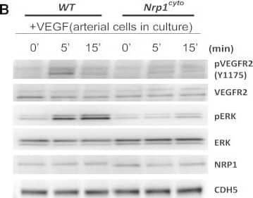 Impaired VEGF-A Signaling in Nrp1cyto Mice(A) Western blot analysis of heart lysates following intraperitoneal injection of VEGF-A. Blots show reduced ERK and VEGFR2 phosphorylation in Nrp1cyto mice relative to WT littermates.(B–D) Western blot analysis of cell lysates from primary arterial EC from Nrp1cyto and WT EC that were serum-starved and then stimulated for the indicated times with 50 ng/ml VEGF-A165. (B) Blots show reduced phosphorylation of VEGFR2 on Y1175 and of ERK in Nrp1cyto relative to control EC. (C) Quantification of the ratio of phospho-VEGFR2 (pVEGFR2) relative to total VEGFR2 (VEGFR2) (mean ± SD, n = 5, *p < 0.05). (D) Quantification of the ratio of phospho-ERK (pERK) relative to total ERK (ERK) (mean ± SD, n = 5, *p < 0.05).(E) Western blot analysis of cell lysates from Nrp1cyto and WT primary arterial EC that were serum-starved and stimulated for the indicated times with 50 ng/ml of FGF2 or IGF1. ERK phosphorylation was similar in Nrp1cyto and WT EC.See also Figure S4. Image collected and cropped by CiteAb from the following open publication (//pubmed.ncbi.nlm.nih.gov/23639442), licensed under a CC-BY license. Not internally tested by R&D Systems.