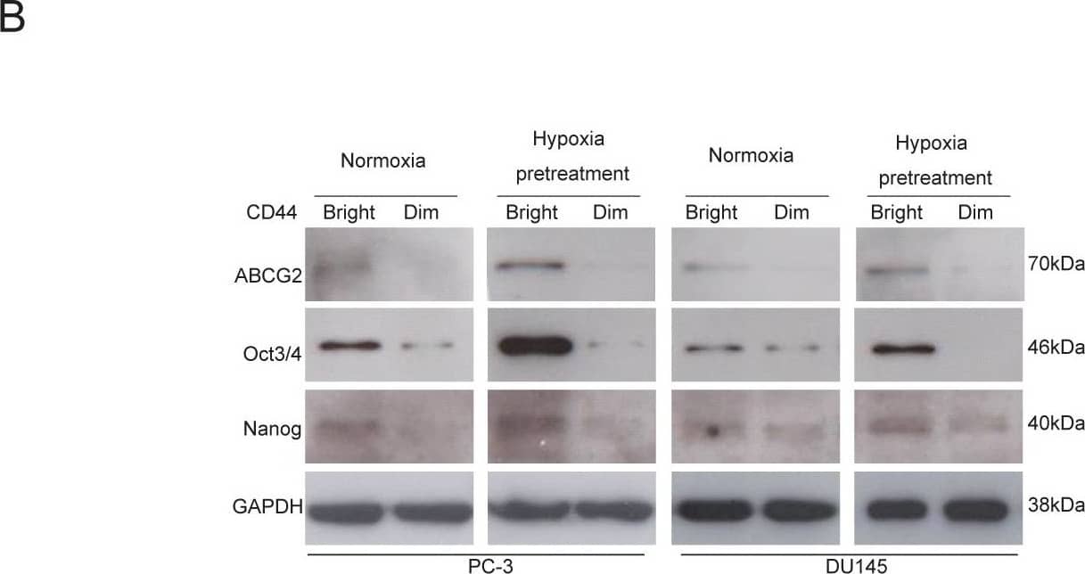 CD44bright cells are mainly positive for ABCG2, Oct3/4 and Nanog.(A) Double staining of CD44 and ABCG2 surface markers with flow cytometry assay shows higher levels expressions of these factors in both cell lines under hypoxia for 48 hours. (B) The CD44bright cells under normoxia express higher levels of ABCG2, Oct3/4 and Nanog, but the CD44dim cells under the same normoxia condition express very low levels of these factors. The CD44bright cells pretreated under 1% O2 for 48 hours show even higher levels of these factors compared to the CD44bright cells cultivated under normoxia. Image collected and cropped by CiteAb from the following open publication (//pubmed.ncbi.nlm.nih.gov/22216200), licensed under a CC-BY license. Not internally tested by R&D Systems.