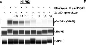 Evaluation of ZL-2201 antiproliferative activity in vitro. A, Chemical structure of ZL-2201, a potent and selective DNA-PK inhibitor. B, Concentration-dependent response to ZL-2201 in M059J and M059K glioblastoma cancer cells measured by CTG after 6-day of treatment. The graph represents the average inhibitory (IC50) values (n = 3). C, Concentration-dependent response to ZL-2201 in CRISPR KO of ATM in A549 and FaDu cancer cells measured by CTG after 6 days of treatment. The graph represents the average inhibitory (IC50) values (n = 2–5). D, IC50 responses to ZL-2201 in ATM mutant cell lines (black bars) versus ATM WT A549 cell line (gray bar). Cell growth was measured by CTG after 6 days of treatment. The graph represents the average inhibitory (IC50) values (n = 2–6). NCI-H1703 (E) and A549 (F) cancer cells were treated with bleomycin (10 μmol/L) for 2 hours followed by the addition of increasing concentration of ZL-2201 for 2 hours. Whole-cell lysates were harvested, and concentration-dependent inhibition of DNA-PK protein were analyzed by Simple Western. Image collected and cropped by CiteAb from the following open publication (//pubmed.ncbi.nlm.nih.gov/37663435), licensed under a CC-BY license. Not internally tested by R&D Systems.