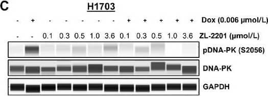 Phenotypic evaluation of ZL-2201 synergy with various DNA-damaging agents. C, NCI-H1703 cells treated with ZL-2201 (0.1, 0.3, 0.5, 1,&3.6 μmol/L)&a low dose of doxorubicin (0.006 μmol/L) for 2 hours. Whole-cell lysates harvested,&Simple Western was used to show the inhibition of pDNA-PK upon combination treatment of ZL-2201 with doxorubicin. Image collected & cropped by CiteAb from the following open publication (//pubmed.ncbi.nlm.nih.gov/37663435), licensed under a CC-BY license. Not internally tested by R&D Systems.