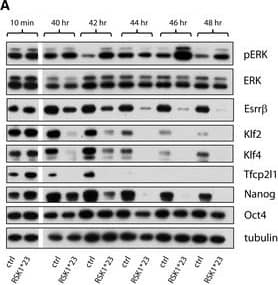 Western Blot TFCP2L1 Antibody [Unconjugated]