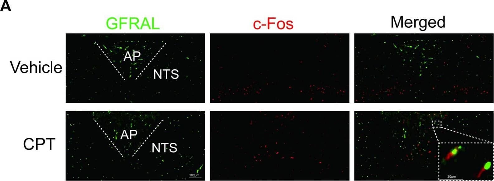 Neuronal activation in CPT-treated mice.DIO mice (weighing 40 to 42 g) received vehicle or CPT (1 mg kg−1); 60 min later, brains were harvested, and tissue sections were subjected to immunofluorescence staining with anti-c-Fos (red) and anti-GFRAL (green). (A) Representative immunofluorescence image of the AP/NTS in CPT- or vehicle-treated DIO mice showing the distribution of GFRAL neurons and the colocalization with the marker of neuronal activation c-Fos. (B) Quantification of CPT-induced c-Fos expression in the AP/NTS (n = 6 per group). Data are presented as mean ± SEM. * P < 0.05, ** P < 0.01, *** P < 0.001. The underlying data for this figure can be found in S1 Data. AP, area postrema; CPT, Camptothecin; DIO, diet-induced obese; GFRAL, GDNF receptor alpha-like; NTS, nucleus tractus solitarius. Image collected and cropped by CiteAb from the following open publication (//pubmed.ncbi.nlm.nih.gov/35202387), licensed under a CC-BY license. Not internally tested by R&D Systems.