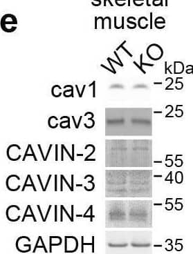 Western Blot SDPR Antibody