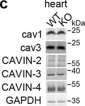 Western Blot SDPR Antibody
