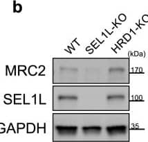 Western Blot Mrc2 Antibody