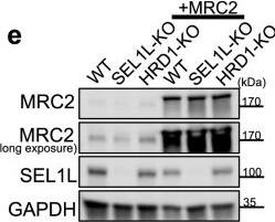 Western Blot Mrc2 Antibody