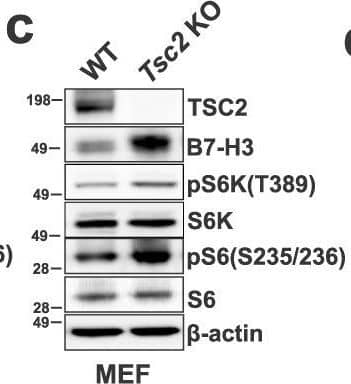 B7-H3 expression is regulated by mTORC1.B7-H3 protein expression in Tsc2−/− 105K cells with stable reconstitution of TSC2 or empty vector (EV) (a), TSC2−/− 621-101 angiomyolipoma-derived cells with reconstitution of TSC2 or empty vector (EV) (b), and Tsc2-WT and Tsc2 KO MEFs (c). For all figure legends, n = 3 indicates representative of 3 biologic samples (n = 3). B7-H3 mRNA expression in Tsc2−/− 105K cells with stable reconstitution of TSC2 or empty vector (EV) (d), TSC2−/− 621-101 angiomyolipoma tumor cells with reconstitution of TSC2 or empty vector (EV) (e), Tsc2-WT and Tsc2 KO MEFs (f). Means ± SD, two-tailed unpaired Student’s t-test (d, f) or one-way ANOVA with Dunnett’s multiple comparisons test (e), *p < 0.05, **p < 0.01. n = 3. B7-H3 protein expression in Tsc2−/− 105K cells (g), TSC2−/− 621-101 angiomyolipoma tumor cells (h), and Tsc2 KO MEFs (i) treated with 20 nM rapamycin (Rapa), 500 nM Torin 1 or vehicle for 24 hr (n = 3). B7-H3 mRNA expression in Tsc2−/− 105K cells (j), TSC2−/− 621-101 angiomyolipoma tumor cells (k), and Tsc2 KO MEFs (l) treated with 20 nM rapamycin (Rapa), 500 nM Torin 1, or vehicle for 24 hr. n = 3, means ± SD, one-way ANOVA with Dunnett’s multiple comparisons test, *p < 0.05, **p < 0.01, ***p < 0.001. m Immunoblotting analysis of Tsc2-WT and Tsc2 KO MEFs transfected with non-targeting control siRNA (Ctrl) or SMARTpool siRNAs targeting Raptor, Rictor, mTOR, S6K, or 4E-BP1 for 48 h hr (n = 3). n qRT-PCR analysis of Tsc2-WT and Tsc2 KO MEFs transfected with non-targeting control siRNA (Ctrl) or SMARTpool siRNAs targeting either Raptor, Rictor, mTOR, S6K, or 4E-BP1 for 48 hr. n = 3, means ± SD, two-way ANOVA with Dunnett’s multiple comparisons test, ***p < 0.001, ****p < 0.0001. Source data and exact p values are provided in the Source data file. Image collected and cropped by CiteAb from the following open publication (//pubmed.ncbi.nlm.nih.gov/36869048), licensed under a CC-BY license. Not internally tested by R&D Systems.
